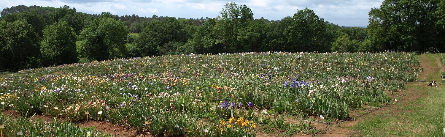 Iris en Perigord