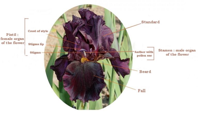 Section of a bearded iris