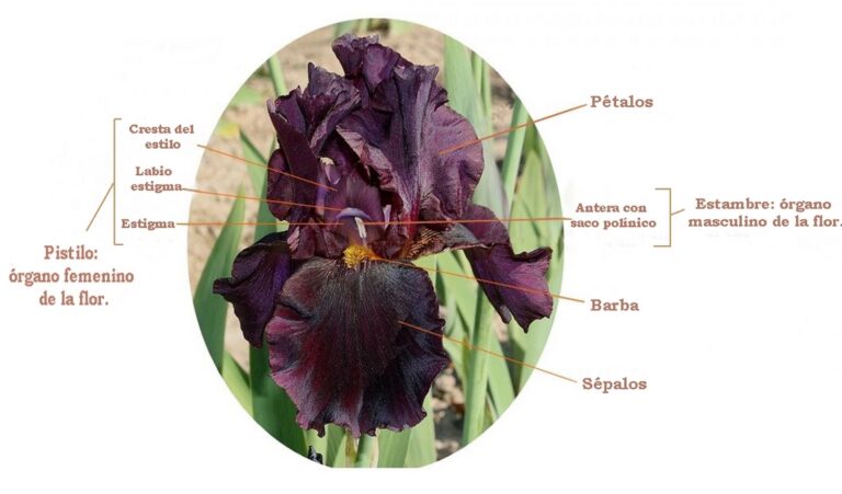 detalle de un iris barbudo