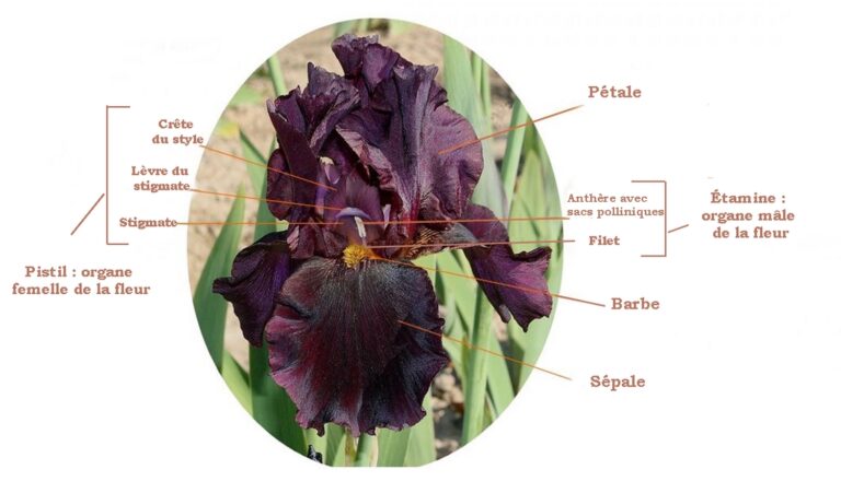 Coupe d'une iris barbu