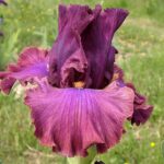 AVEC MES SABOTS DONDAINE!