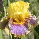 PRESQU'ÎLE À MARÉE BASSE