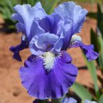 À LA CLAIRE FONTAINE