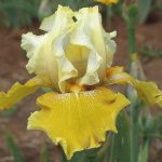 CATHEDRALE DE CHICHESTER