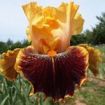 NATIVI DELL'AMAZZONIA