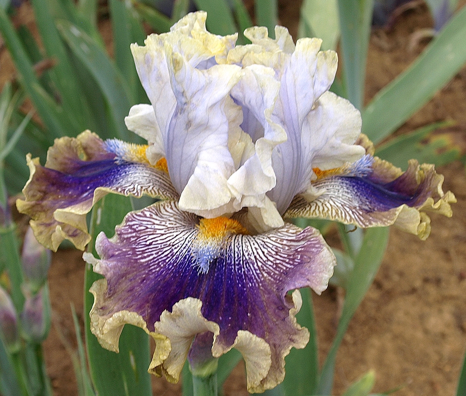 OLYMPUS DIGITAL CAMERA RARE BLEND – Bild 1