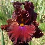 READY FOR MY CLOSEUP