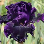 LIBELLULE DE SOIE NOIRE