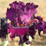 LE MAGICIEN DE PEARCEDALE