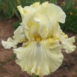 POLYNOVYI MED SAMOTY