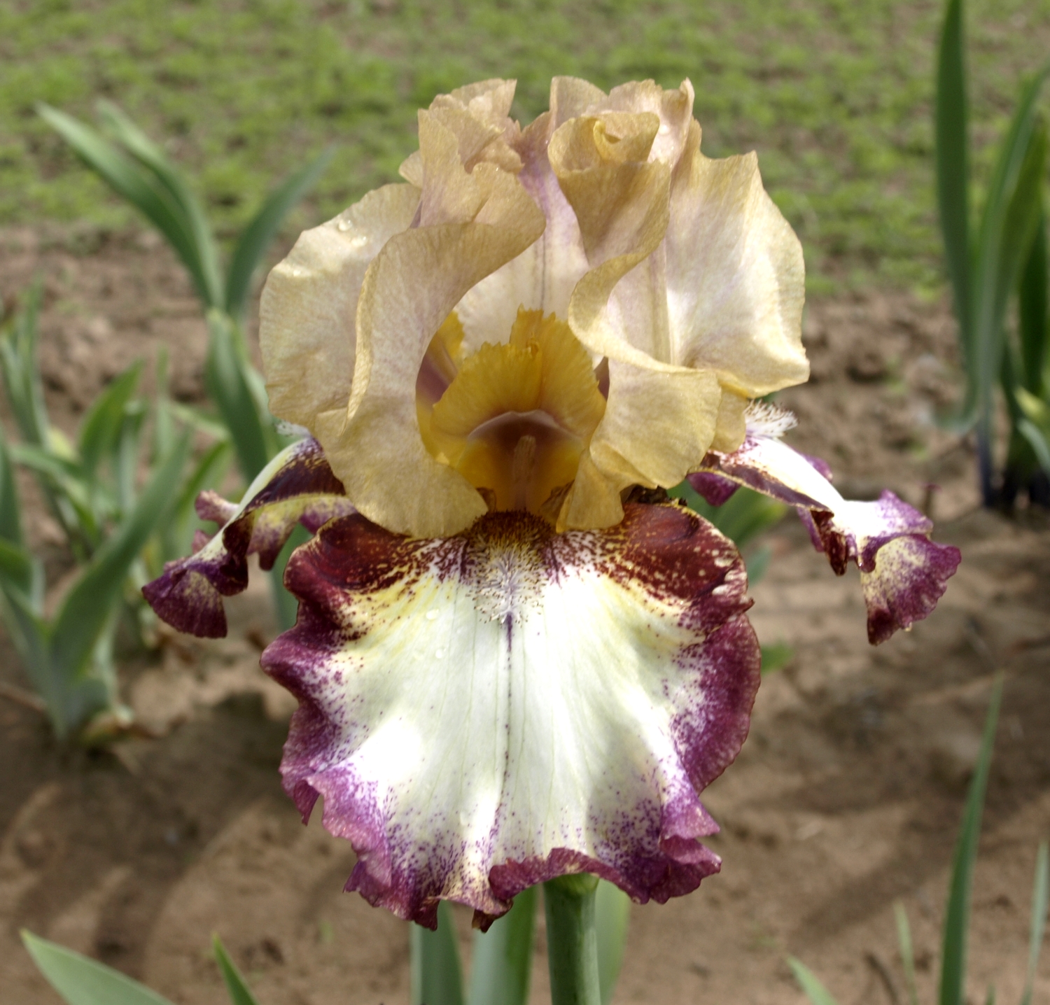 OLYMPUS DIGITAL CAMERA CARAMEL SALÉ - Image 1