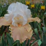 CHÂTEAU D'AUVERS-SUR-OISE