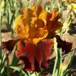 COLORADO EXPRESSIONS