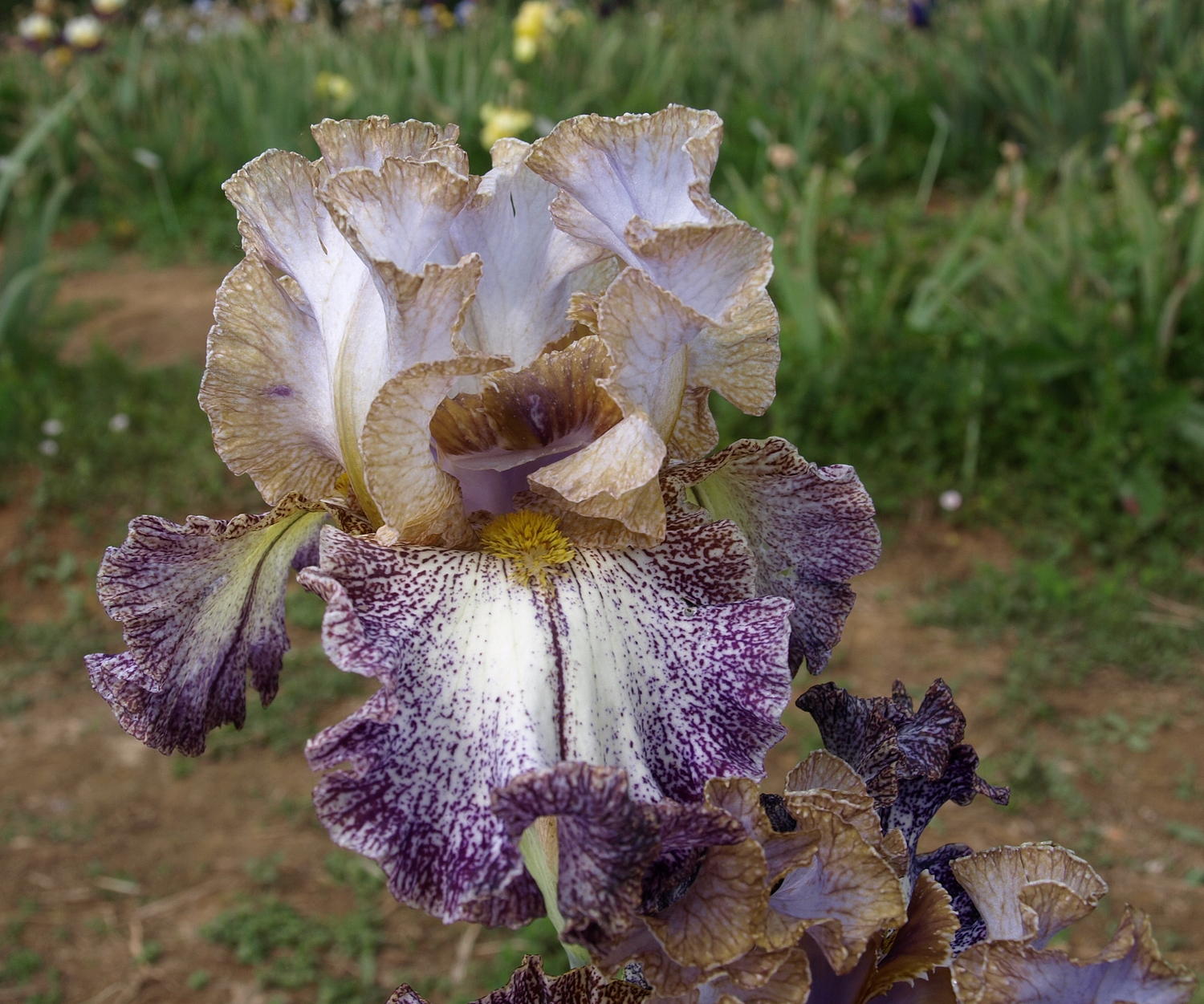 OLYMPUS DIGITAL CAMERA DIPPED IN DOTS - immagine 1