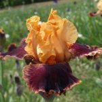 SANTIAGO CASTROVIEJO