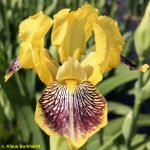 DING DONG BELL ( MTB )