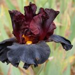 CARNEVALE DI VENEZIA