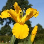 ÉCLATANT ( Spuria )